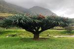 original Drachenbaum Madeira