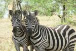 original Zebras