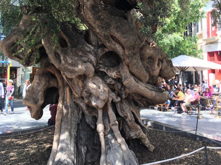 Baum