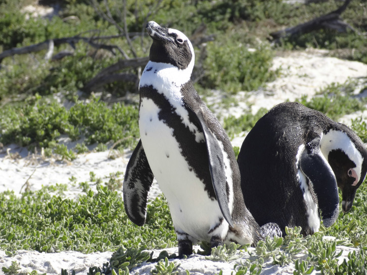 original Suedafrika 2013 114