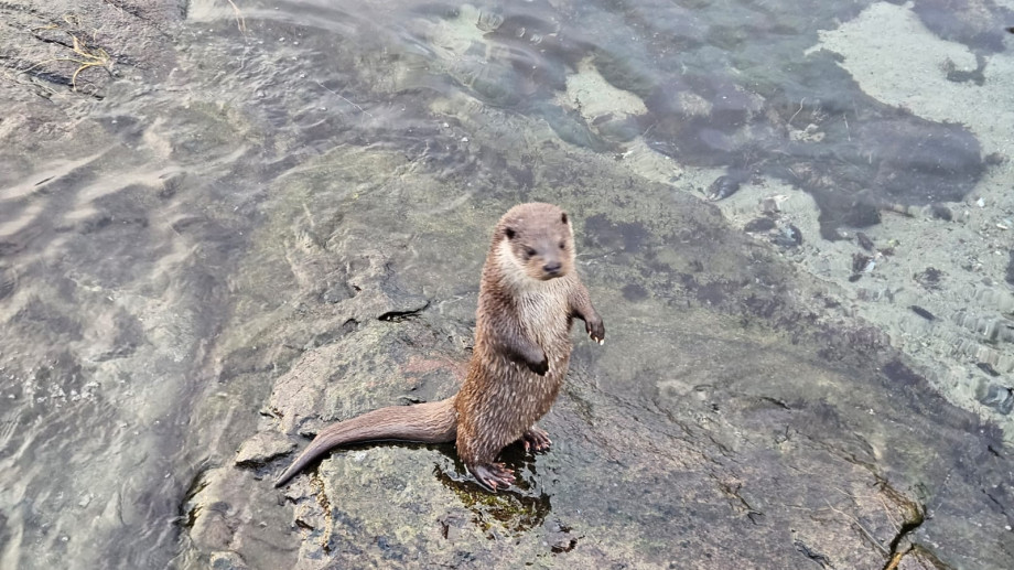 original Otter