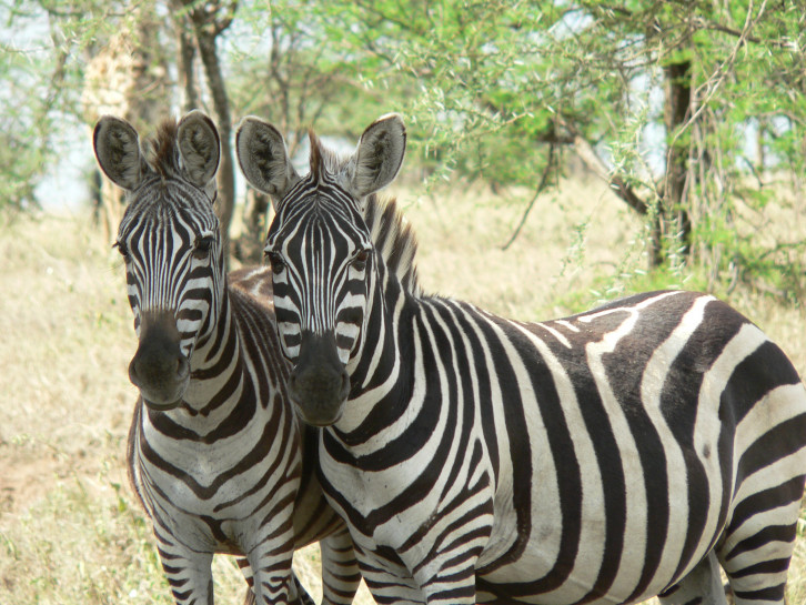 original Zebras