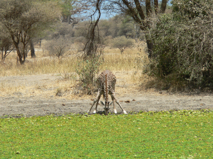 original Giraffe trinkend